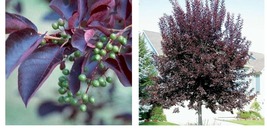 Canada Red Choke Cherry Tree - 8-14&quot; Tall Live Plant, 3&quot; Pot - Prunus virginiana - £49.77 GBP