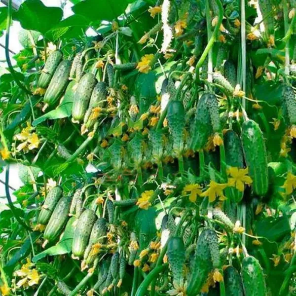 Cucumber Muncher Burpless Organic Seeds Heirloom Fresh Seeds - $21.98