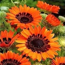 50 Venidium Monarch Of The Veldt Cape Daisy Orange Flower Seeds Annual - £13.57 GBP