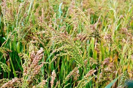 SEEDS = 500  seeds -White Proso Millet -Forage crop -ground cover   - £3.95 GBP