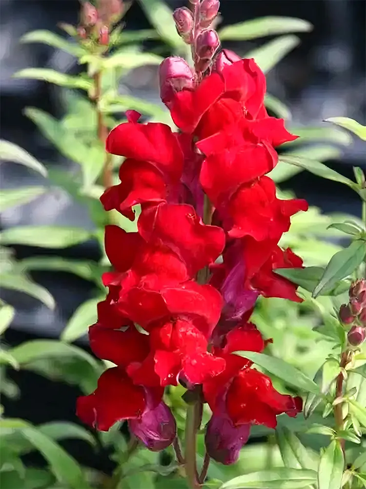 From US 500 Tall Dark Red Snapdragon Seeds- USA Grown -Non GMO - £6.28 GBP