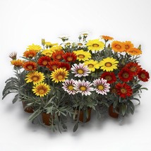 US Seller Gazania Seeds Kiss Frosty Mix 50 Flower Seeds Fast Shipping - $25.00