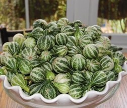 10 Heirloom Miniature Tennessee Dancing Spinner Gourd Cucurbita Pepo Seeds - $92.35 MXN