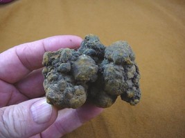 (PP466-61) Genuine Fossil Turtle Poop Coprolite Washington State Dung Weird Gift - $22.43