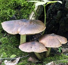 Deer Mushroom (Pluteus cervinus) Liquid Culture - £13.32 GBP