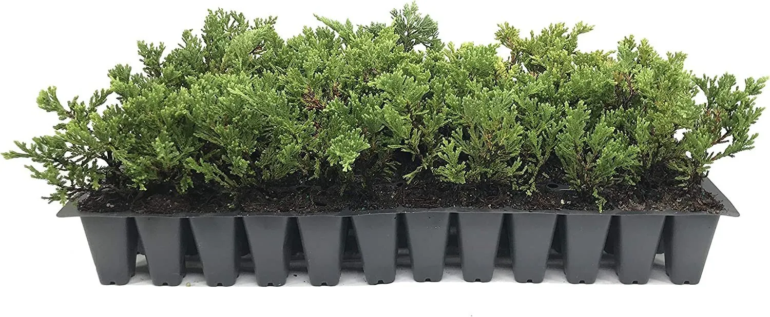 Prince of Wales Juniper Live Plants Drought Tolerant Cold Hardy - $40.77