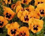 Pansy Flame  50 Seeds  - $6.99