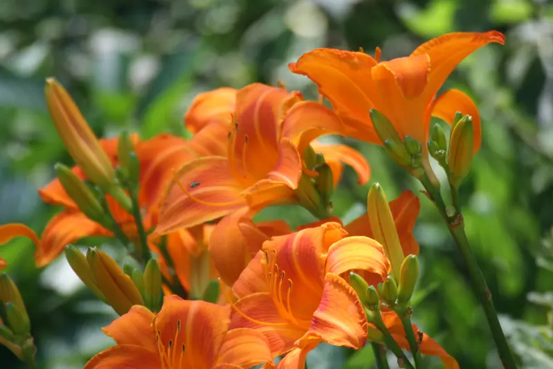 5 wild Orange Day Lily (&#39;Tawny &#39;Ditch Lily&#39; ) Pond / Bog / hardy bare root - £22.77 GBP