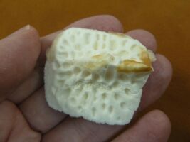 (G500-114) 1-3/8" Gator ALLIGATOR BACK SCUTE bone armor skutes croc love... - $10.99