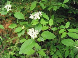 GIB Cornus sericea ssp. sericea | Red Twig or Creek Dogwood | 5 Seeds - £11.79 GBP