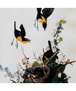 1979 Yellow Breasted Chat Color Plate Print Audubon Birds Of America Art... - $29.99