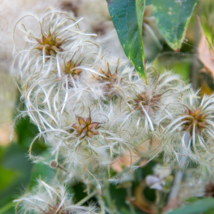 Jasminiodes White Shrub Flower 20 PCS Seeds - £7.31 GBP