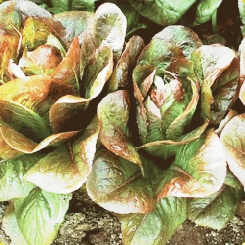 Lettuce Seeds Rouge D&#39;Hiver 400+ Seeds Non-Gmo Garden - £5.41 GBP