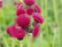 Seeds USA Seller 200 Plume Thistle Seeds Planting - $10.96