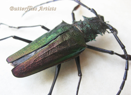 Stunning Purple Green Gold Psalidognathus Superbus Longhorn Beetle Entomology  - $248.99