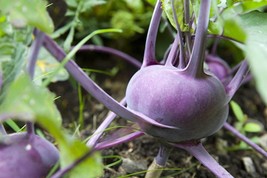 100 SEEDS Kohl Rabi Purple -Vegetable Seed- Kohlrabi -Purple Sweet   - £3.18 GBP