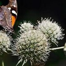 New Fresh Seeds 40 Eryngium Yuccifolium Rattlesnake Master Flower Seeds Perennia - £19.55 GBP