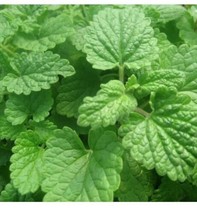 Lemon Catnip Seeds | Non-GMO | Herb Seeds | Seed Store |  | 1165 - £6.04 GBP