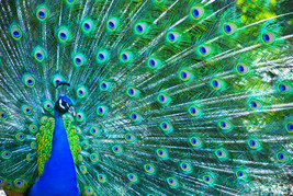 Framed Canvas Art Print Giclée Blue Peacock Fanning Feathers Up Close Exotic - £31.60 GBP+