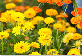 ArfanJaya Calendula Pacific Beauty Mix 100-130 Fresh Organic Seeds Heirloom Op - £6.63 GBP