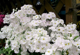 BStore 90 Seeds White Fairy Primrose Primula Malacoides Shade Houseplant... - $9.50