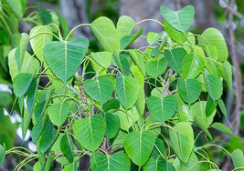 FROM US 60 Seeds Ficus Religious Sacred Fig GV18 - £21.51 GBP