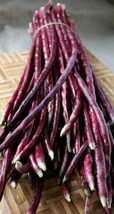 15 Purplered Yard Long Bean Seeds Asian Chinese Noodle Bean String Beans... - $8.35