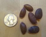 American Persimmon5 + Authentic Seed ~ Diospyros Virginiana ~ Fresh 2023 - $10.49