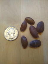 American Persimmon5 + Authentic Seed ~ Diospyros Virginiana ~ Fresh 2023 - £8.28 GBP