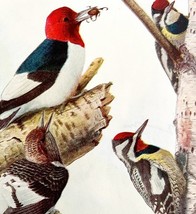 Red Headed Woodpecker Sapsucker 1936 Bird Lithograph Color Plate Print D... - $567.66 MXN