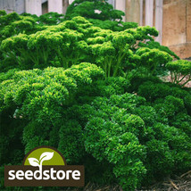 BEST  Triple Curled Parsley Seeds Heirloom - Non-Gmo - $4.29