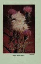Vintage 1922 Flower Print Thistle Chicory 2 Side Flowers You Should Know - $17.75