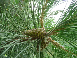 Pinus Contorta Latifolia Lodgepole Pine Tree Seeds Fresh Seeds Fast Shipping - $15.98