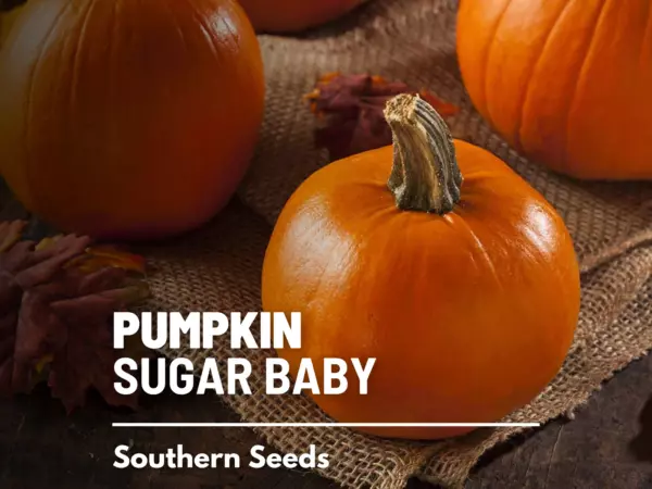 15 seeds Pumpkin Small Sugar Grow Beauty with Heirloom Seeds - £7.67 GBP