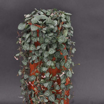 Ceropegia woodii chandelier flower - £2.63 GBP