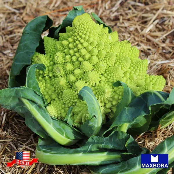 Non Gmo 25+ Broccoli Romanesco Organic Seeds Heirloom Fresh Garden - £5.48 GBP