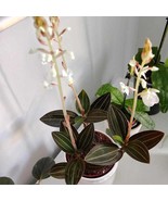 Ludisia Discolor Jewel Orchid Starter Plant 2 Plants New Fresh  - $72.00