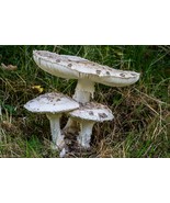 15 g Gourmet Mushroom Spawn Fungi Culture PARASOL Mushroom Growing Live ... - $8.54