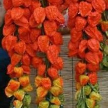Chinese Lantern Seeds For Crafts Decorating New Fresh US Shipping - $4.80