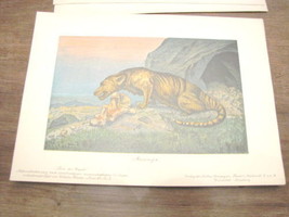 Tiere Der Urwelt Bolsche 3 Dinosauro Mesonice Mesonyx - £21.95 GBP