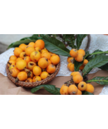 30 Loquat Seeds Eriobotrya Japonica Japanese Chinese Plum Organic Fresh ... - $21.11