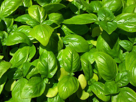 Genovese Basil Seeds 500+ Sweet Basil Herb Ocimum Basilicum  From US - £5.69 GBP