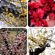 New Fresh Yellow Red Pink Wintersweet Calyx Canthus Winter Flower 10 Seeds Chimo - £3.72 GBP