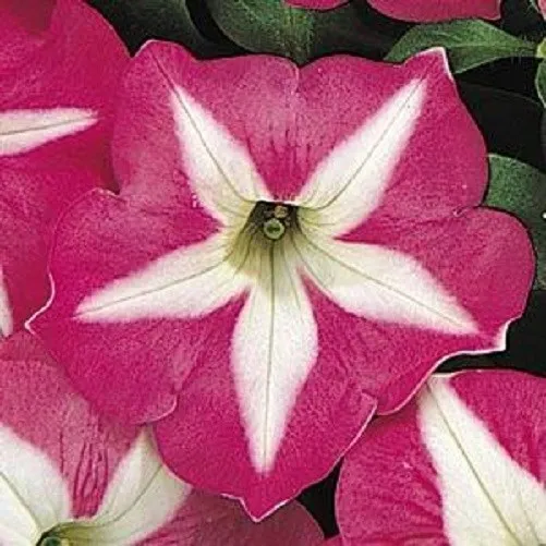 Petunia Seeds Petunia Carpet Rose Star 50 Pelleted Seeds Garden Starts N... - £10.95 GBP