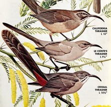 Unstreaked Thrashers Varieties And Types 1966 Color Bird Art Print Natur... - $366.80 MXN