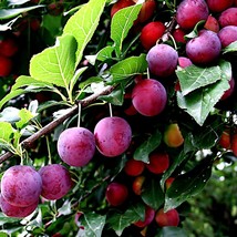 AMERICAN PLUM TREE SEEDS (Prunus americana)  - $15.90