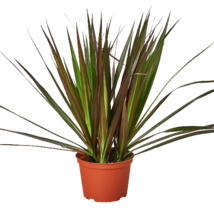 Dracaena &#39;Marginata Magenta&#39;-6&quot; Pot - $1,004.06 MXN