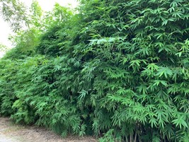 MBK 50 Dwarf Bamboo Seeds Privacy Plant Garden Clumping Shade Screen Bul... - $11.10