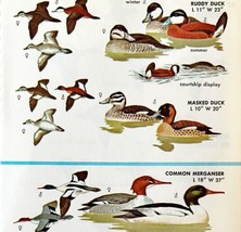 Ducks Merganser Varieties And Types 1966 Color Bird Art Print Nature ADBN1r - £15.97 GBP