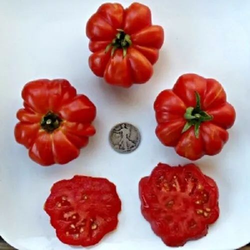Costoluto Genevese - Cooking - +25 Fresh Seeds   - $8.34